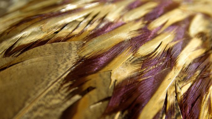 unusual things to photograph - Birds feathers close up