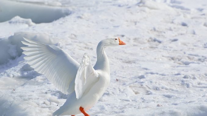 goose-winter-nature-photography-ideas