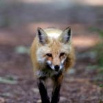 Photographing Red Fox Dens