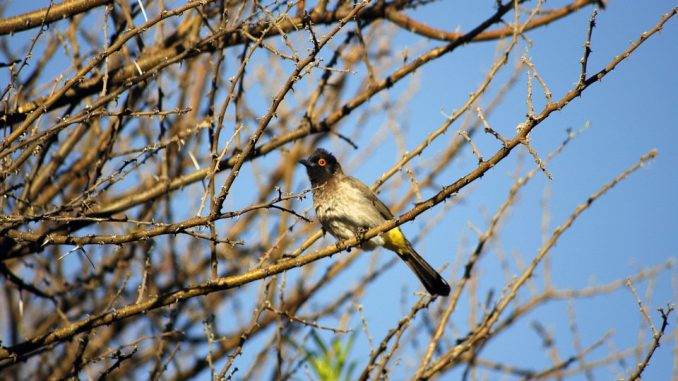 african-fly-catcher-1352208_960_720