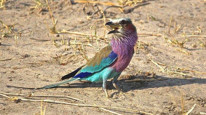 lilac-breasted-roller-1132753_960_720