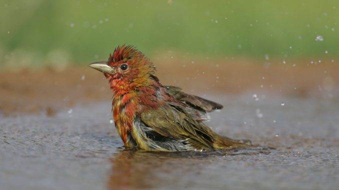 bird bathing