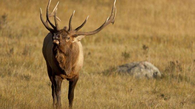 elk with attitude