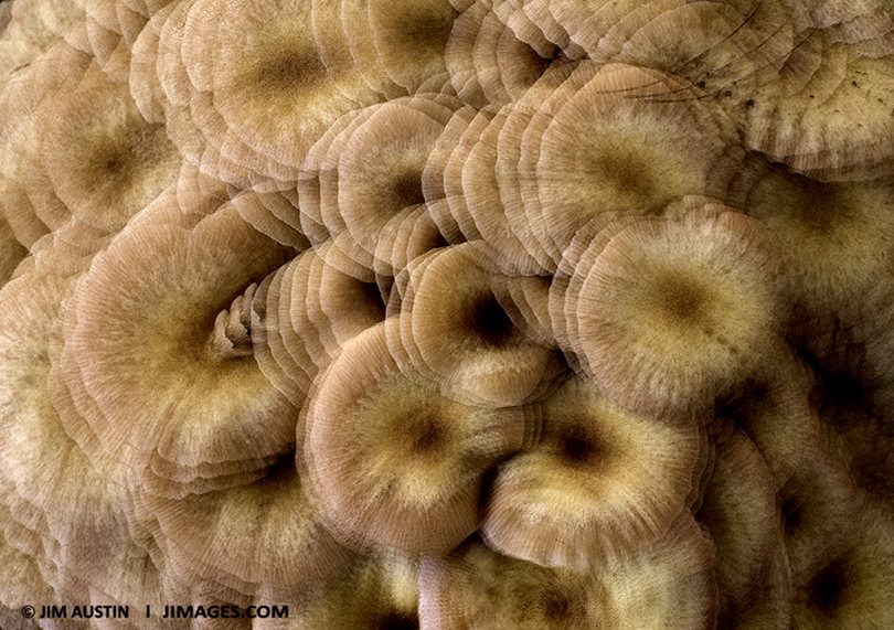 For this triple in camera exposure, I was not hunting mushrooms, but the abstraction of "mushroomness."