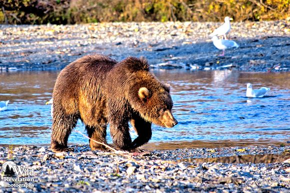Joseph Classen: Miscellaneous Bears of Alaska &emdash; Kodiak Bear Fishing on the American River #4