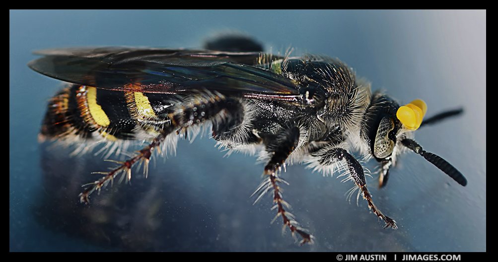 Pollinating Bee Close Up