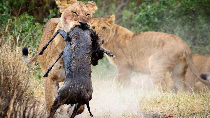lion catching prey