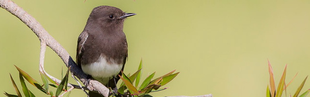 Bird Photography: image of Black Phoebe by Colin Dunleavy.