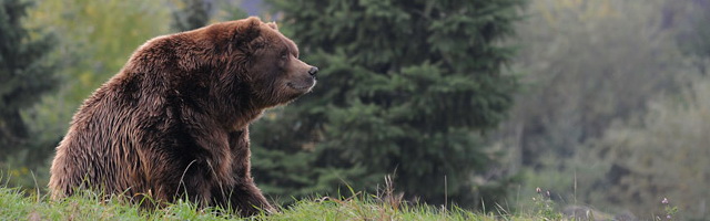 Image of Grizzly Bear sitting on a hill by Michael Leggero.