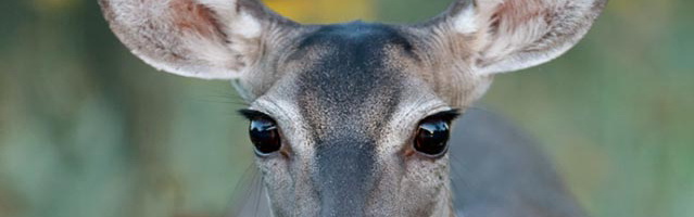 Close-up hoto of White-tailed Deer eyes by Jeff Parker.