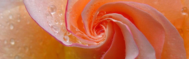 Image of peach colored rose with dew drops by Juergen Roth.