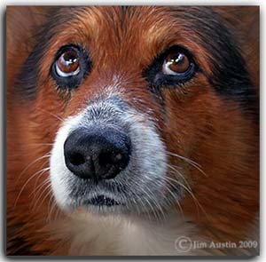 Creative photography: Close-up image of a brown and white dog's face by Jim Austin.