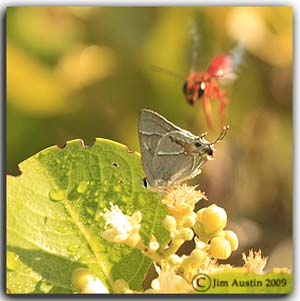 Creative photography: Photo of moth on flowering plant and wasp flying near by by Jim Austin.