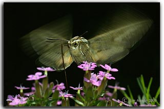 Creative photography: Image of moth flying near purple flowers by Jim Austin.