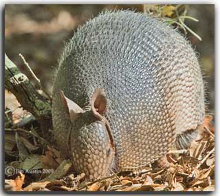 Creative photography: Image of armadillo in dry leaves by Jim Austin.