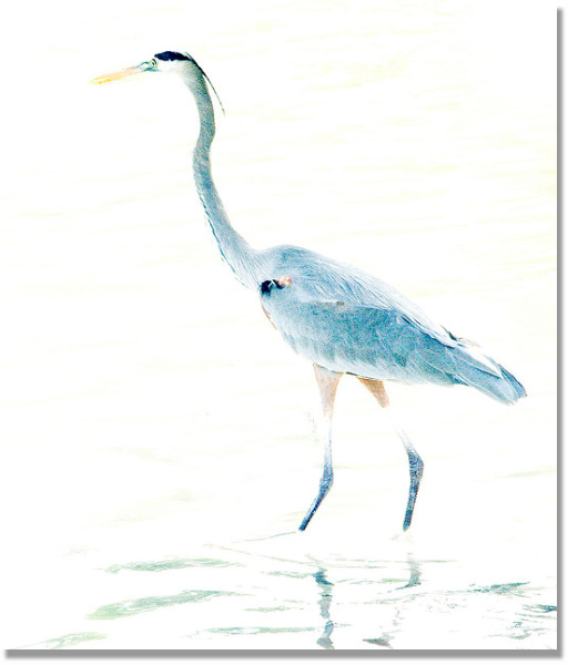 High key image of a Blue Heron by Jim Austin.