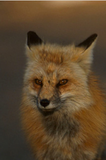 Photo of red fox