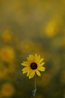 Wildflower photo
