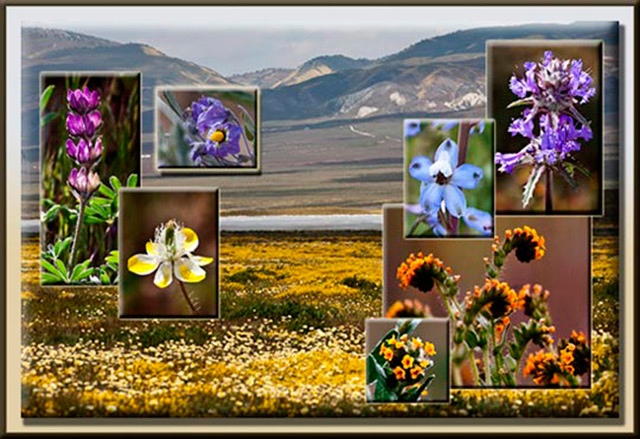 Photo collage of the Carrizo Plains and many different colored wildflowers by Noella Ballenger.