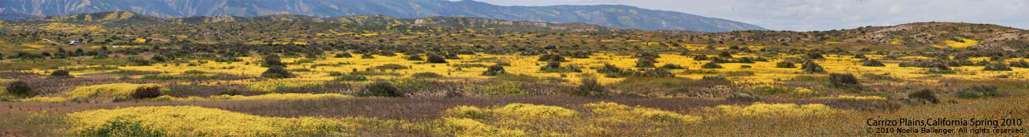 Small panorama photo of the Caliente Mountains and low hills of the Carrizo Plains with yellow colored plants and flowers by Noella Ballenger.