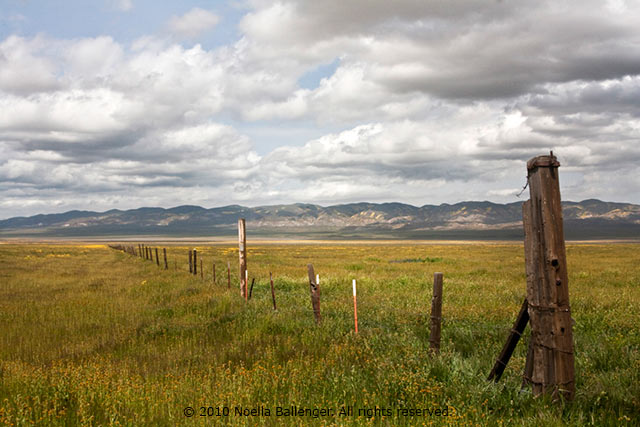 Photo of a fence going across the Carrizo Plains by Noella Ballenger.