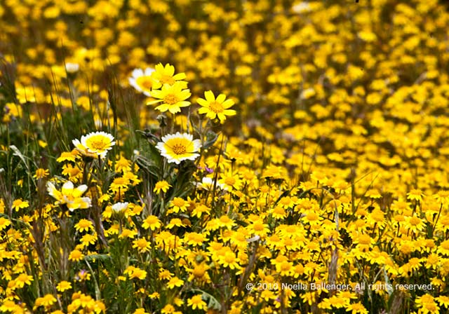 Photo of Tidy Tips and the sub-specie Yellow Tidy Tips nestle in a field of Goldfields on the Carrizo Plains by Noella Ballenger.