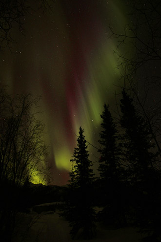 Photo of the Aurora Borealis in burgandy and green with pine trees in the foreground in Alaska by Andy Long.