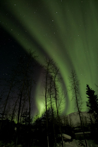 Photo of the Aurora Borealis in green vertical swirls with pine trees in the foreground in Alaska by Andy Long.