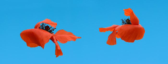 Photo of flowers floating in blue by Piero Leonardi