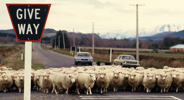 Photo of sheep in the road in South Island, New Zealand by Ron Veto