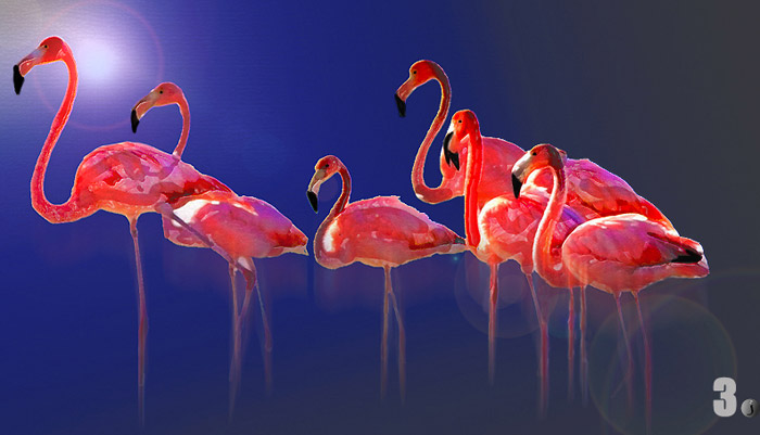 Creative photo of flamingos using post-processing techniques by Jim Austin