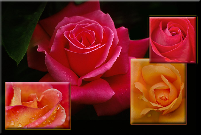 Close-up photo of roses by Noella Ballenger