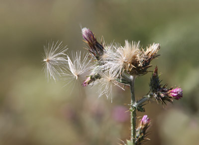Close-up photo of thistle fowers and seeds by Noella Ballenger