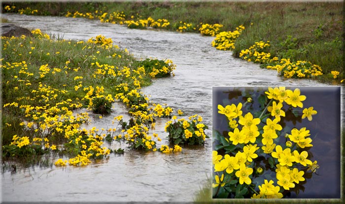 Photo of yellow flowers along riverbank by Noella Ballenger
