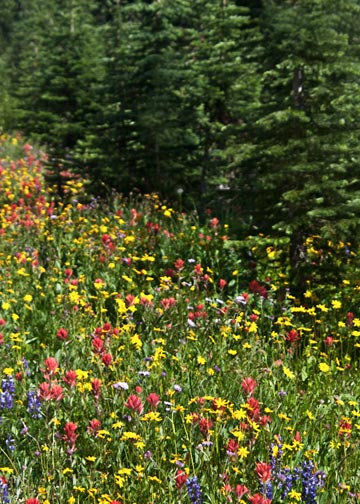 Photo of wildflowers on mountainside by Noella Ballenger