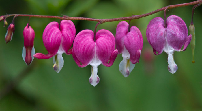 Close-up photo of Bleeding Heart flowers by Noella Ballenger