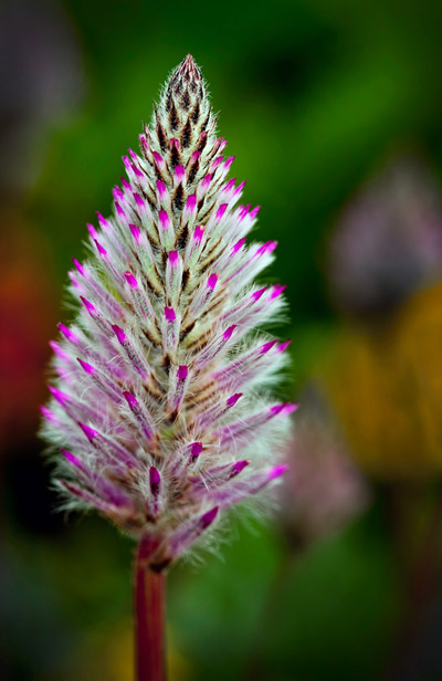 Close-up photo of pink fuzzy flower by Brad Sharp