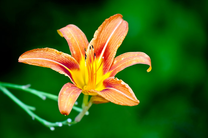 Close-up photo of Daylily flower by Brad Sharp