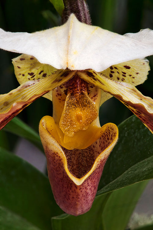 Macro photo of Orchid flower using focus stacking by Brad Sharp