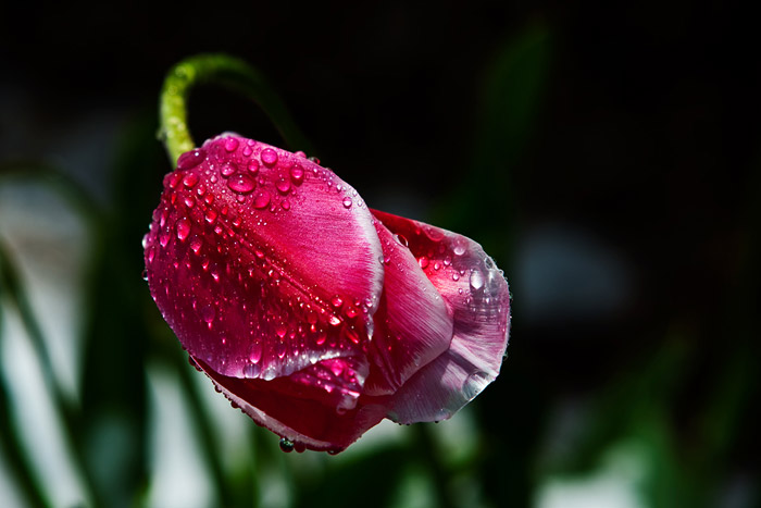 Close-up photo of Tulip with dew drops by Brad Sharp