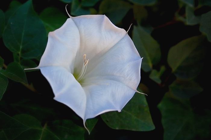 Close-up photo of Morning Glory flower by Brad Sharp