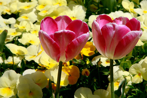 Photo of Tulips and yellow Pansies in harsh light by Brad Sharp