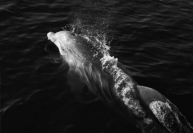 Black and White Inspired Photography: dolphin swimming in the ocean by Jim Austin.