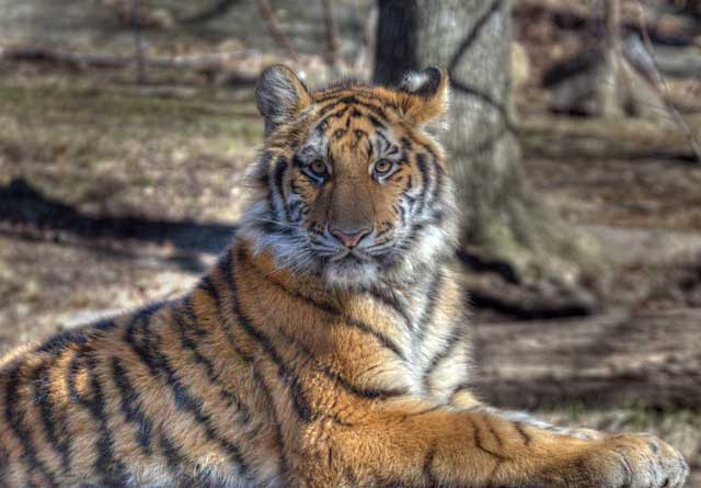 HDR Photography: portrait of tiger laying on the ground using high dynamic range / tonal mapping by Matthew Bamberg.