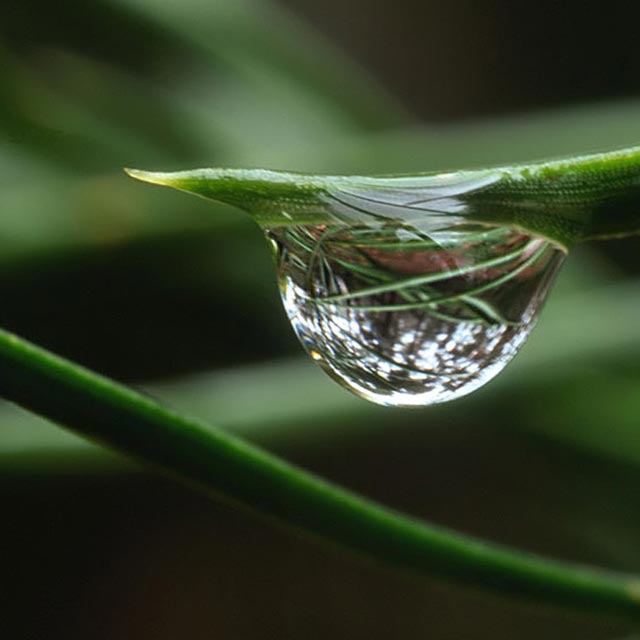  photograph water droplets: reflection of surrounding plants within water drop hanging on plant by Edwin Brosens.