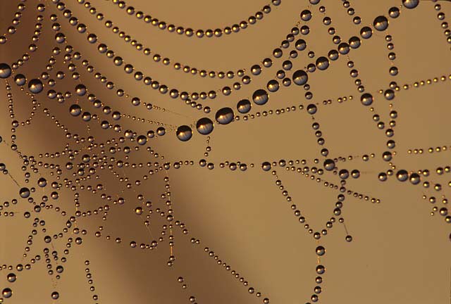 Water droplet photography: reflected light off water droplets hanging on a spider web by Edwin Brosens.