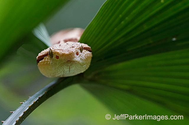 Photographing Snakes in the Wild: close-up image of Jumping Viper snake on plant in Honduras by Jeff Parker.