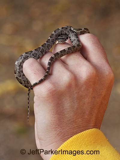 snake photography in the Wild: image of Rat Snake on handler's hand by Jeff Parker.