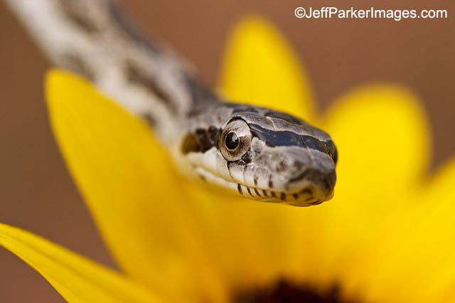 Photographing Snakes in the Wild: close-up image of a Rat Snake with yellow flower background by Jeff Parker.