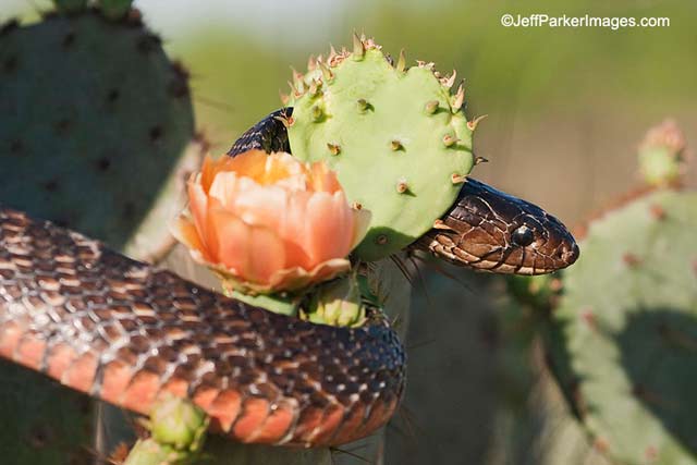 Photographing Snakes in the Wild: close-up image of Texas Indigo snake weaving through flowering cactus by Jeff Parker.